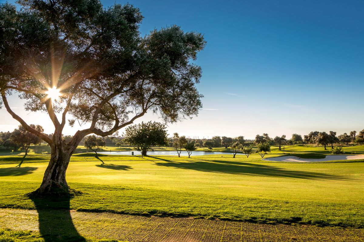 Tree to the left of the fairway at Quinta Da Ria Golf Club Ria Course