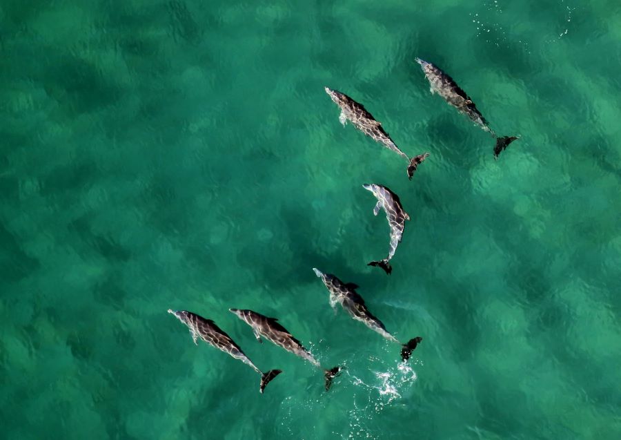 Dolphins in the turquoise water at Constance Belle Mare Plage Hotel Mauritius