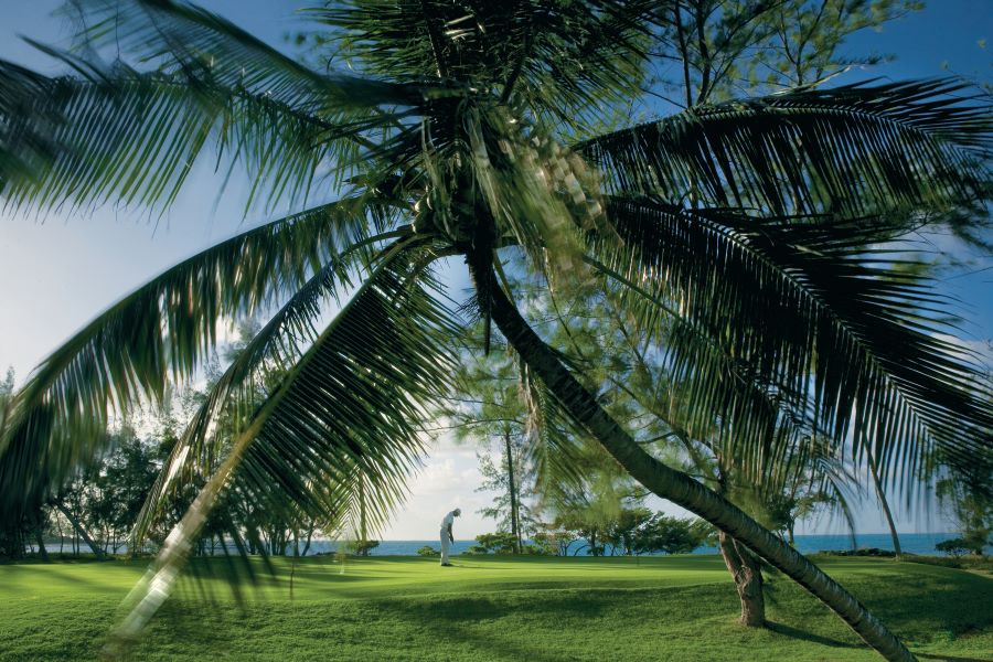 Palm tree overhanging on the course at Ile aux Cerfs Golf Club