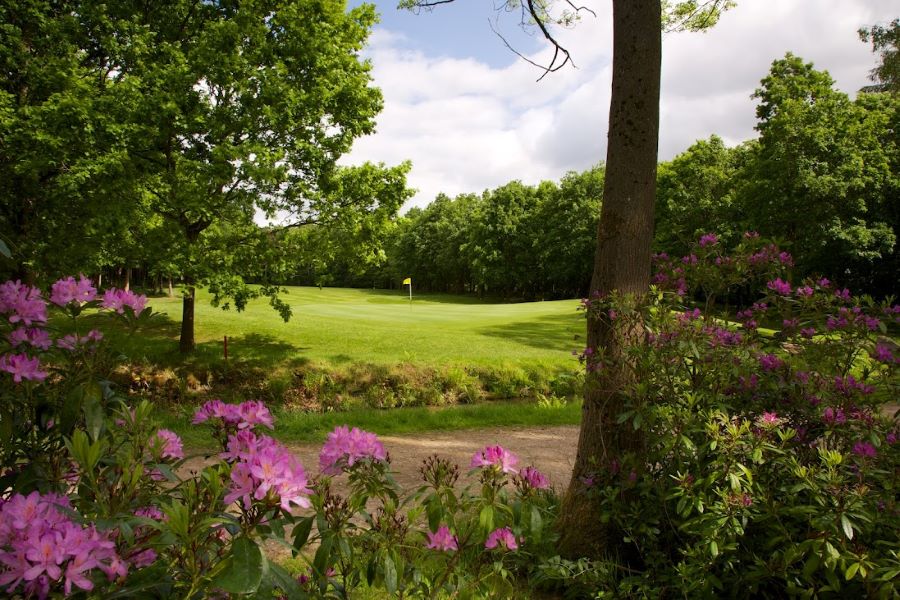 Purple flowers on the golf course and pin in the distance at Rudding Park