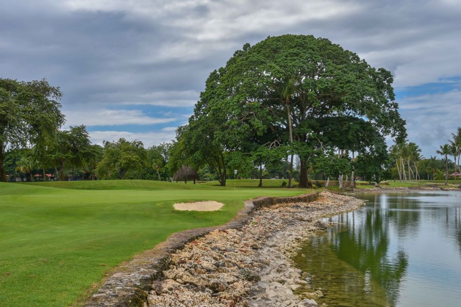 Large green tree overhanging onto the fairways at The Links Golf Course