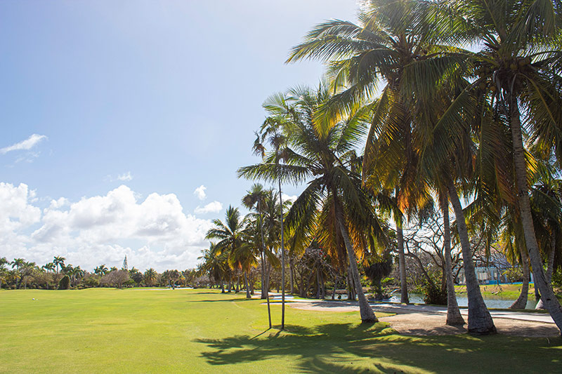 Palm trees to the right f the fairway at Coctoal Golf & Country Club